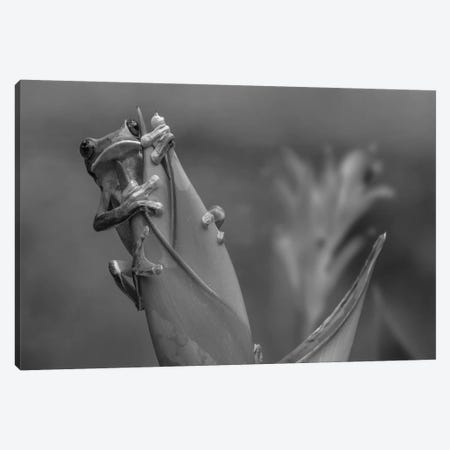 Gliding Leaf Frog on Heliconia, Costa Rica Canvas Print #TFI1604} by Tim Fitzharris Canvas Art