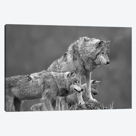 Gray Wolf group, North America Canvas Print #TFI1613} by Tim Fitzharris Canvas Artwork