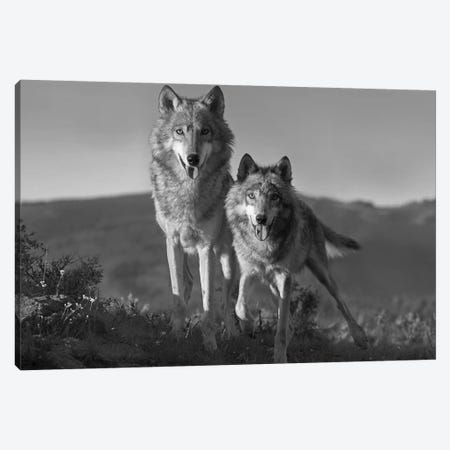 Gray Wolf pair standing, North America Canvas Print #TFI1614} by Tim Fitzharris Art Print