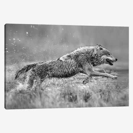 Gray Wolf running through water, native to North America Canvas Print #TFI1616} by Tim Fitzharris Canvas Art Print