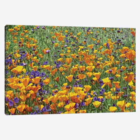 California Poppy And Desert Bluebell Flowers, Antelope Valley, California I Canvas Print #TFI161} by Tim Fitzharris Canvas Print