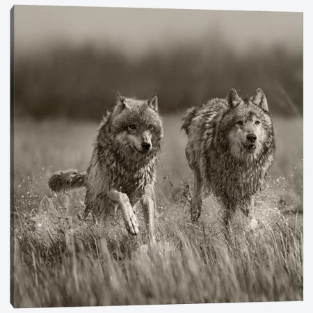 Gray Wolves running through water, North America Canvas Print #TFI1621} by Tim Fitzharris Art Print