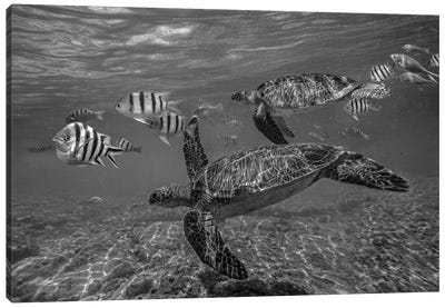 Green Sea Turtle swimming with a school of butterfly fish, Apo Island, Philippines Canvas Art Print - Philippines