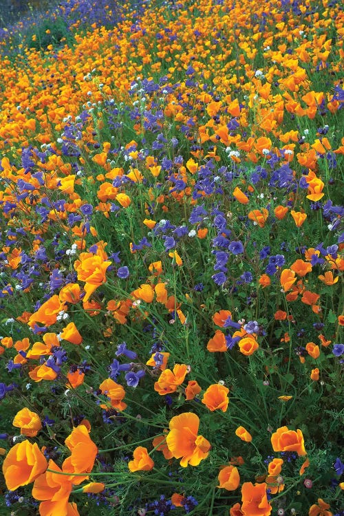 California Poppy And Desert Bluebell Flowers, Antelope Valley, California II