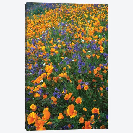 California Poppy And Desert Bluebell Flowers, Antelope Valley, California II Canvas Print #TFI162} by Tim Fitzharris Canvas Art Print