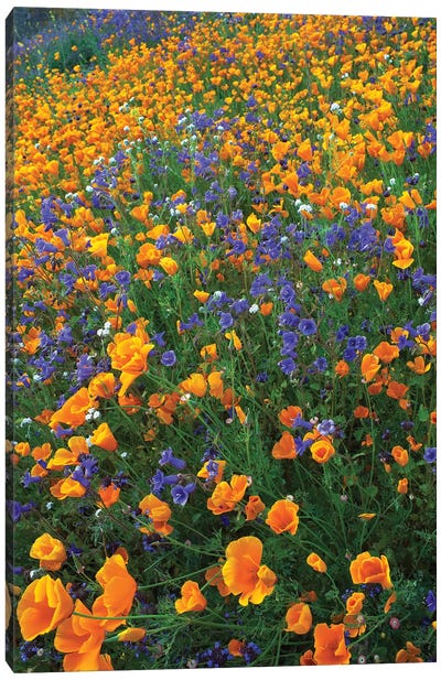 California Poppy And Desert Bluebell Flowers, Antelope Valley, California II Canvas Art Print - Wildflowers