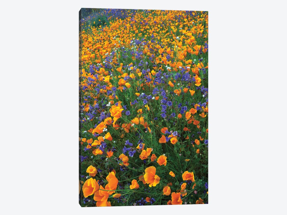 California Poppy And Desert Bluebell Flowers, Antelope Valley, California II by Tim Fitzharris 1-piece Art Print