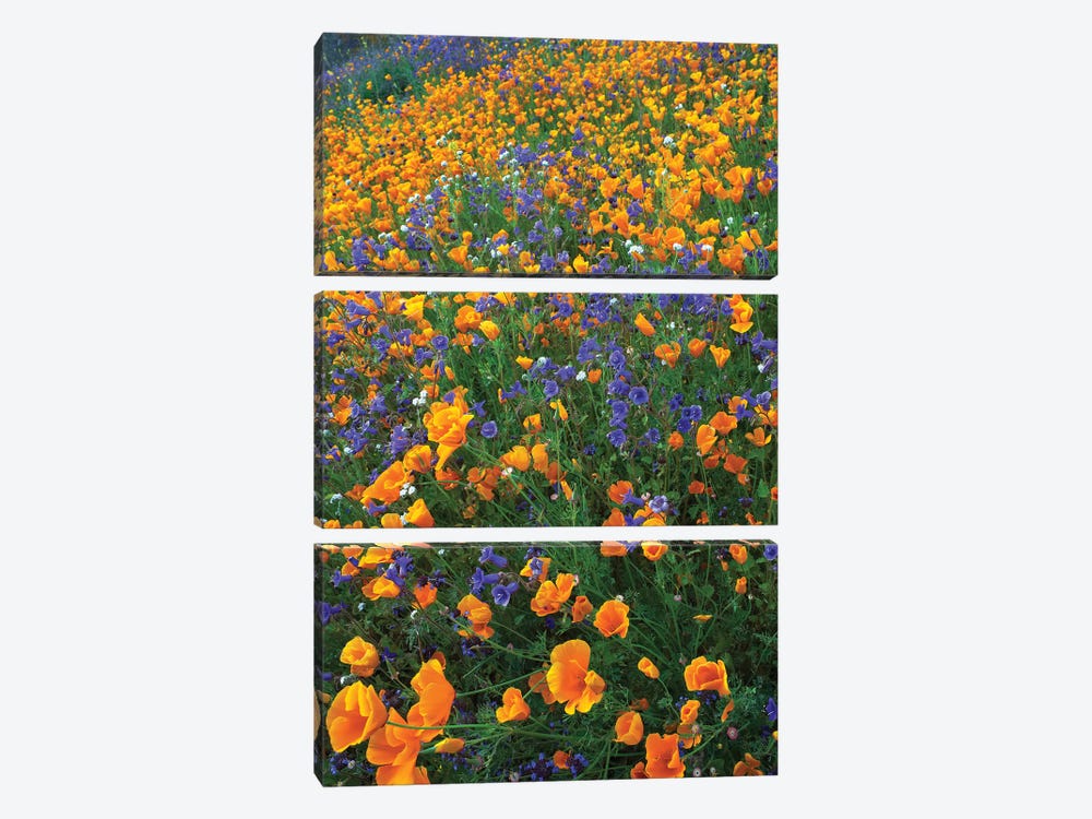 California Poppy And Desert Bluebell Flowers, Antelope Valley, California II by Tim Fitzharris 3-piece Art Print