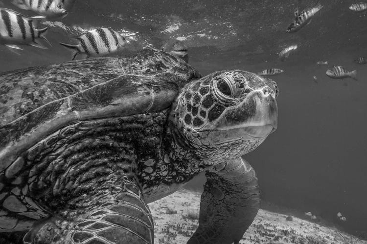 Green Sea Turtle, Balicasag Island, Philippines by Tim Fitzharris wall art