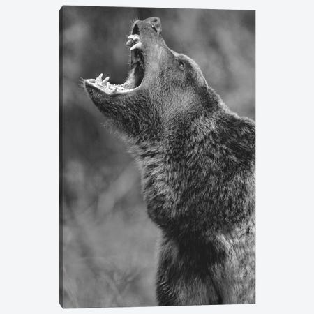 Grizzly Bear calling, North America Canvas Print #TFI1633} by Tim Fitzharris Canvas Wall Art