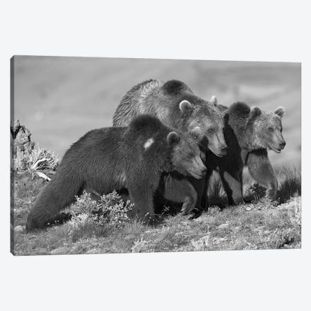 Grizzly Bear mother with two one year old cubs, North America Canvas Print #TFI1636} by Tim Fitzharris Art Print