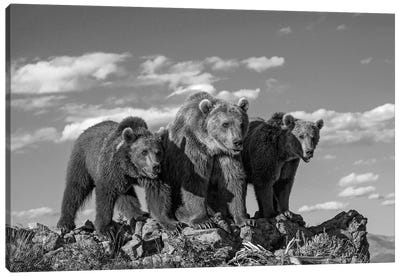 Grizzly Bear mother with two one year old cubs, North America Canvas Art Print