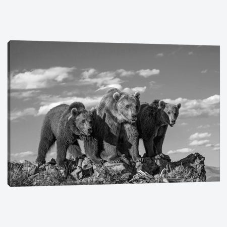 Grizzly Bear mother with two one year old cubs, North America Canvas Print #TFI1637} by Tim Fitzharris Canvas Print