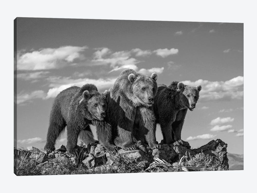 Grizzly Bear mother with two one year old cubs, North America by Tim Fitzharris 1-piece Art Print