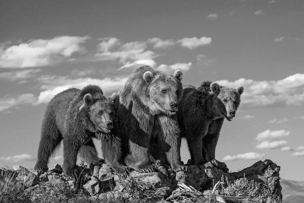 Grizzly Bears: Grizzly Bear mother with two one year old cubs, North America by Tim Fitzharris