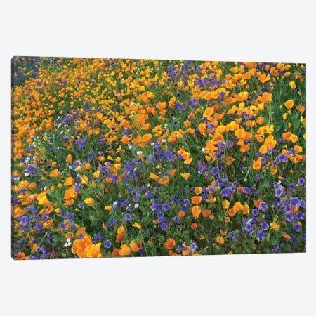 California Poppy And Desert Bluebell Flowers, Antelope Valley, California III Canvas Print #TFI163} by Tim Fitzharris Art Print