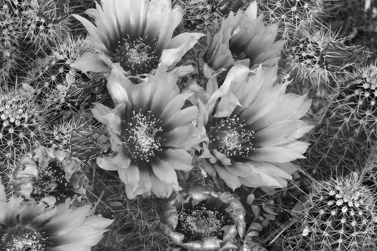 Hedgehog Cactus flowering, Arizona