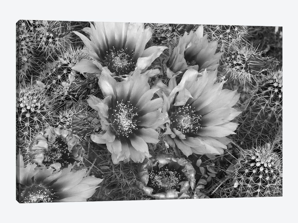 Hedgehog Cactus flowering, Arizona by Tim Fitzharris 1-piece Canvas Art Print
