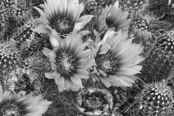 Cacti: Hedgehog Cactus flowering, Arizona by Tim Fitzharris