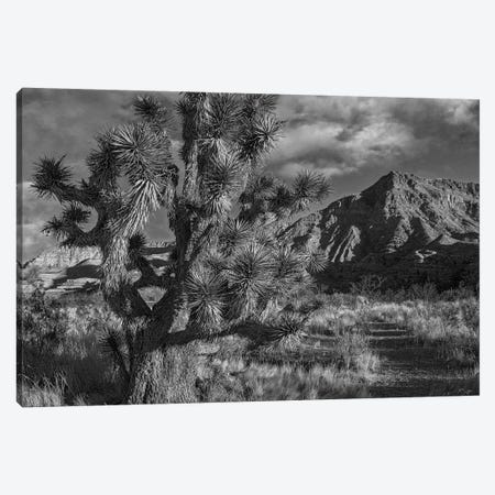 Joshua Tree and the Virgin Mountains, Arizona Canvas Print #TFI1645} by Tim Fitzharris Canvas Wall Art