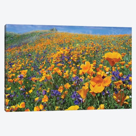 California Poppy And Desert Bluebell Flowers, Antelope Valley, California IV Canvas Print #TFI164} by Tim Fitzharris Canvas Wall Art