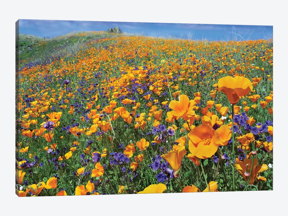 California Poppy And Desert Bluebell Flowers, Antelope Valley, California IV by Tim Fitzharris 1-piece Canvas Art Print