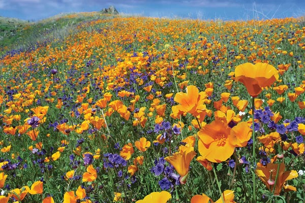 Minden Pictures: California Poppy And Desert Bluebell Flowers, Antelope Valley, California IV by Tim Fitzharris