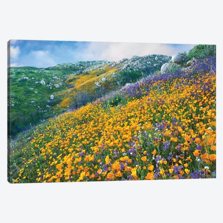 California Poppy And Desert Bluebell Flowers, Canyon Hills, Santa Ana Mountains, California Canvas Print #TFI165} by Tim Fitzharris Canvas Wall Art