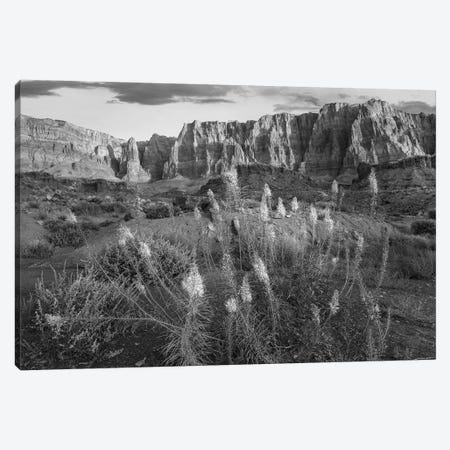Miner's Candle flowers in desert, Cathedral Wash, Vermilion Cliffs National Monument, Arizona Canvas Print #TFI1661} by Tim Fitzharris Canvas Print