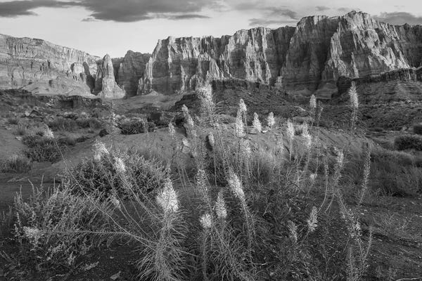 Arizona: Miner's Candle flowers in desert, Cathedral Wash, Vermilion Cliffs National Monument, Arizona by Tim Fitzharris