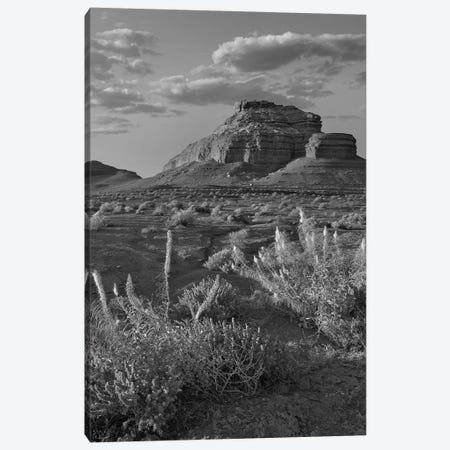 Miner's Candle flowers, Echo Canyon, Vermilion Cliffs National Monument, Arizona Canvas Print #TFI1663} by Tim Fitzharris Canvas Art Print