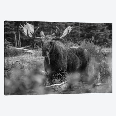 Moose bull, Glacier National Park, Montana Canvas Print #TFI1669} by Tim Fitzharris Canvas Print