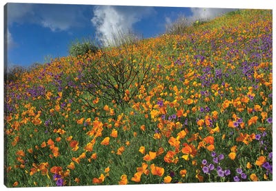 California Poppy And Desert Bluebells Carpeting A Spring Hillside, California Canvas Art Print