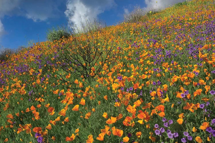 California Poppy And Desert Bluebells Carpeting A Spring Hillside, California