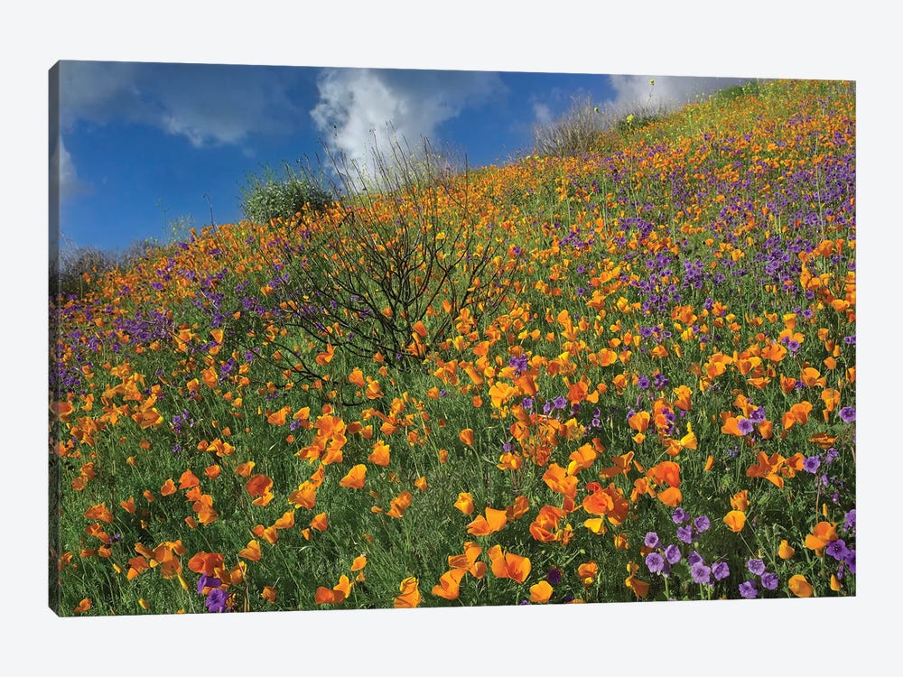 California Poppy And Desert Bluebells Carpeting A Spring Hillside, California by Tim Fitzharris 1-piece Canvas Print