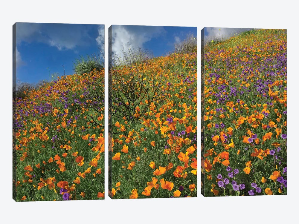 California Poppy And Desert Bluebells Carpeting A Spring Hillside, California by Tim Fitzharris 3-piece Canvas Art Print