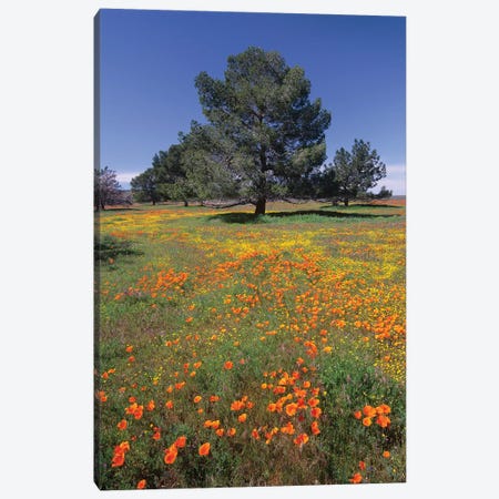 California Poppy And Eriophyllum Field With Pine Trees, Antelope Valley, California Canvas Print #TFI167} by Tim Fitzharris Canvas Wall Art