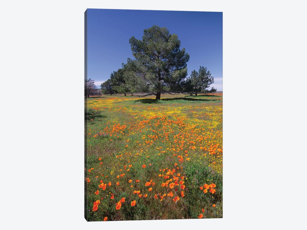 California Poppy And Eriophyllum Field With Pine Trees, Antelope Valley, California by Tim Fitzharris 1-piece Canvas Wall Art