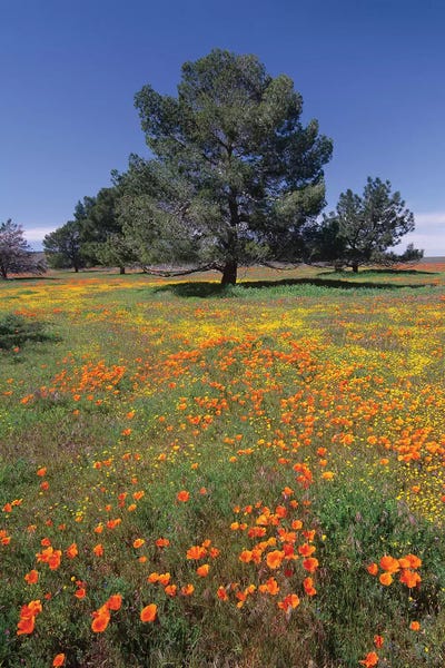 Evergreen Trees: California Poppy And Eriophyllum Field With Pine Trees, Antelope Valley, California by Tim Fitzharris
