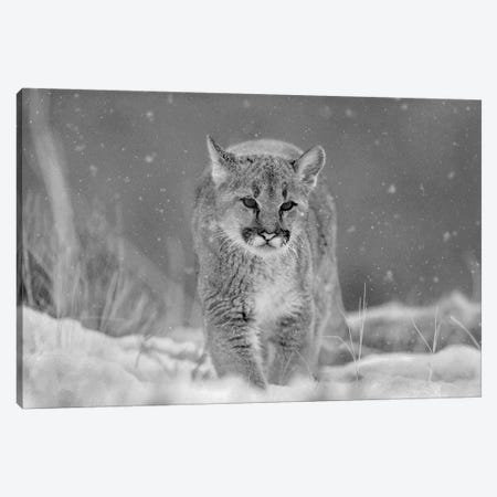 Mountain Lion cub in winter Canvas Print #TFI1680} by Tim Fitzharris Canvas Print