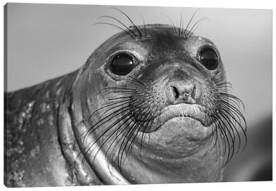 Northern Elephant Seal pup, North America Canvas Art Print - Seals