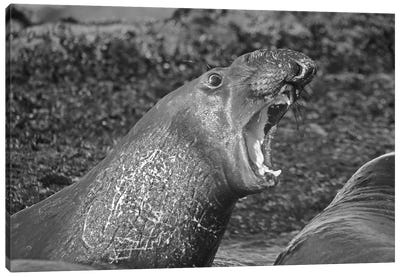Northern Elephant Seal two bulls fighting in the shallows, California Canvas Art Print - Seals
