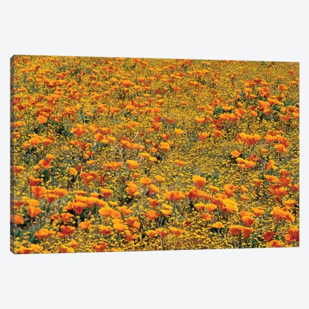 California Poppy And Golden Yarrow Flowers, California Canvas Print #TFI169} by Tim Fitzharris Canvas Print
