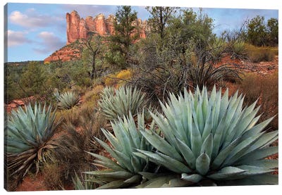 Agave And Coffee Pot Rock Near Sedona, Arizona Canvas Art Print - Plant Art