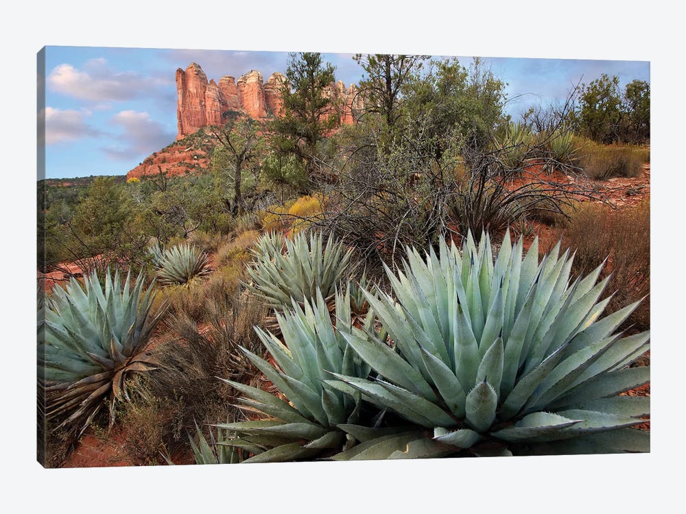 Agave And Coffee Pot Rock Near Sedona, Arizona by Tim Fitzharris 1-piece Canvas Print