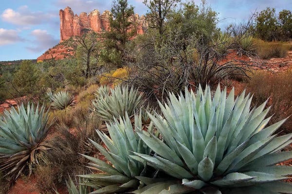 Tim Fitzharris: Agave And Coffee Pot Rock Near Sedona, Arizona by Tim Fitzharris