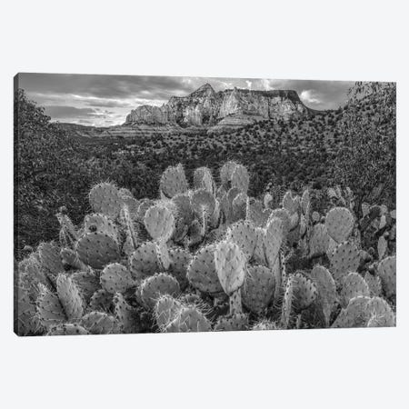 Opuntia cacti at Red Rock-Secret Mountain Wilderness,Arizona Canvas Print #TFI1704} by Tim Fitzharris Canvas Art Print