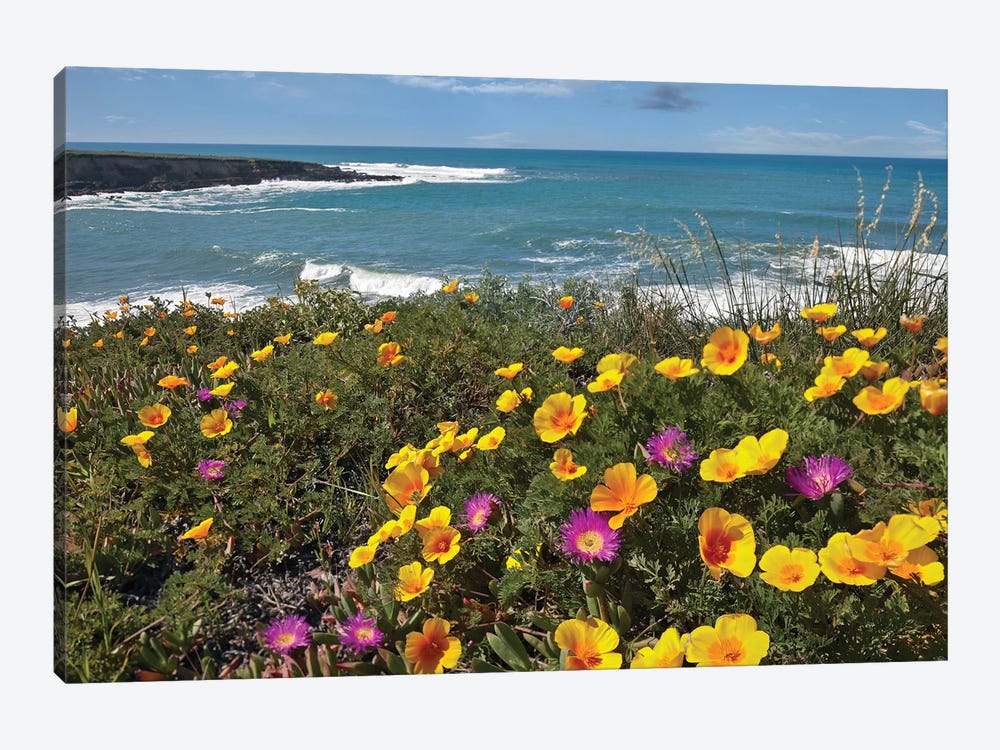 California Poppy And Iceplant, Montano De Oro State Park, California by Tim Fitzharris 1-piece Canvas Wall Art
