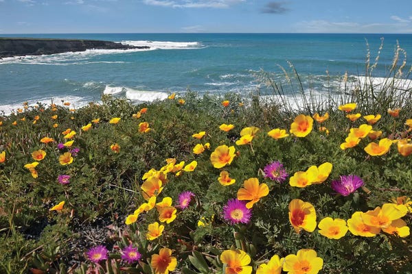 Gardens & Floral Landscapes: California Poppy And Iceplant, Montano De Oro State Park, California by Tim Fitzharris