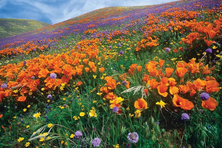 California Poppy And Other Wildflowers Growing On Hillside, Spring, Antelope Valley, California